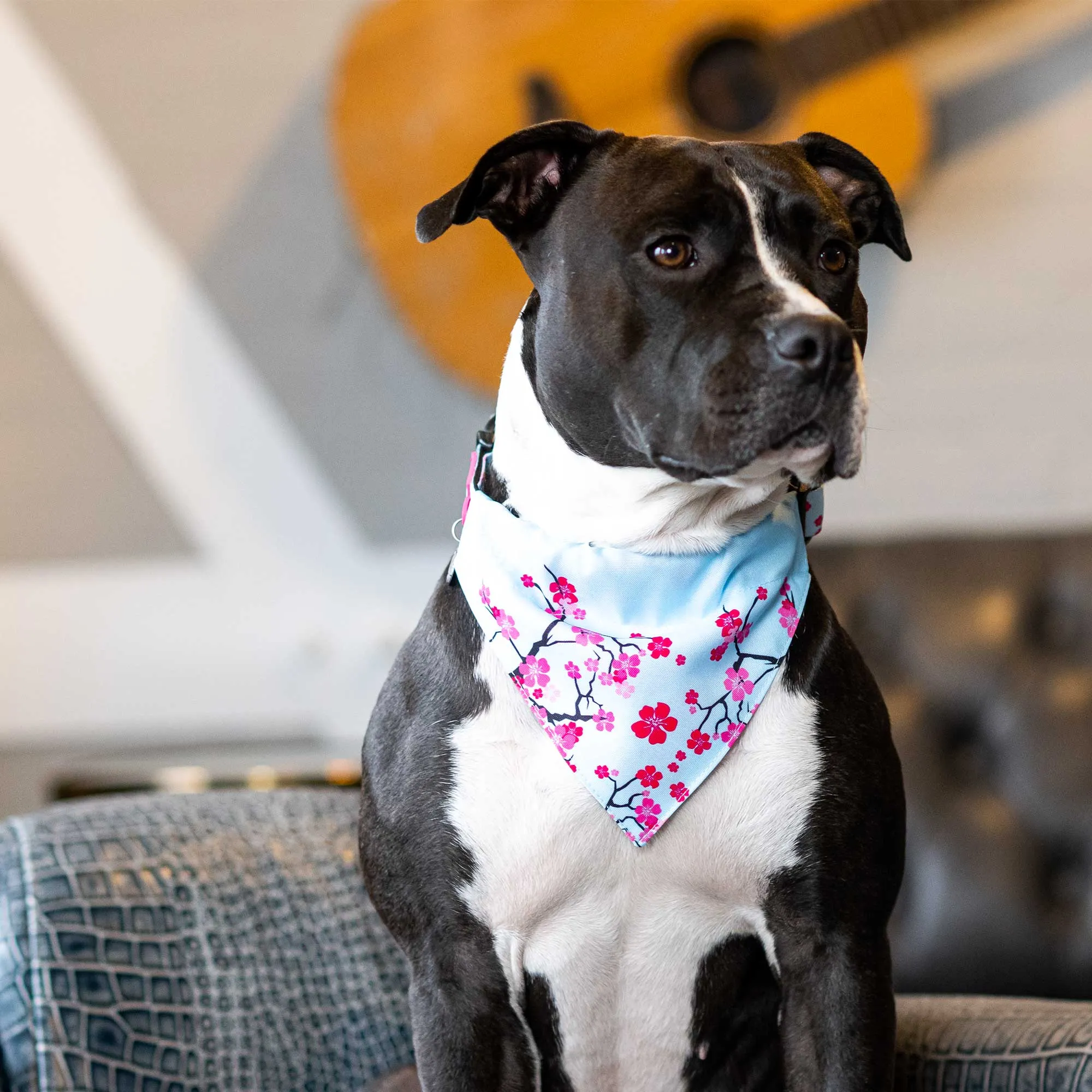 Max & Molly Cherry Bloom Bandana Small***